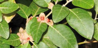 Ashwagandha - Anwendung und Dosierung