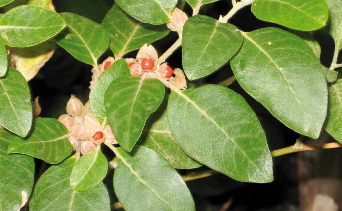 Ashwagandha - Anwendung und Dosierung